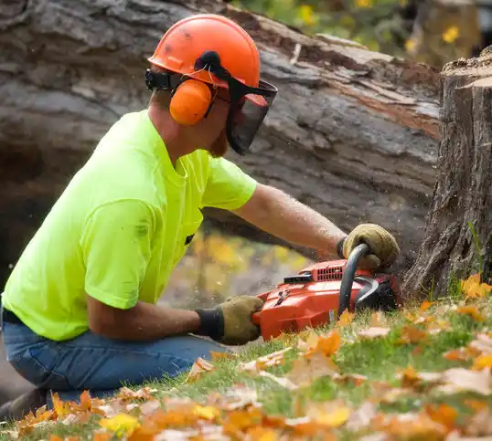 tree services Haddonfield